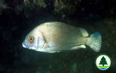 Harry Hoplip Plectorhinchus gibbosus 