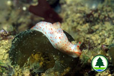 Gymnodoris ceylonica 