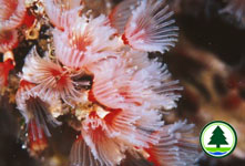 Filogranella elatensis