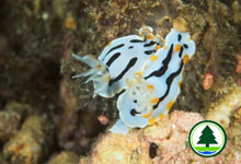 Chromodoris dianae