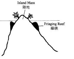 Fringing reefs