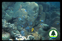  在 赤 洲 的 可 造 礁 珊 瑚 