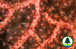  赤 洲 的 柳 珊 瑚 