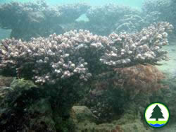  珊 瑚 