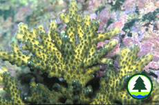  石 珊 瑚 