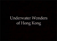  珊 瑚 