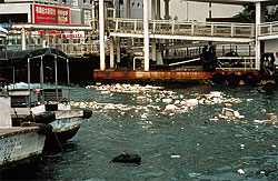  香 港 水 域 