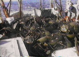  馬 蹄 蟹 被 過 度 捕 獲 ， 用 作 為 食 物 、 肥 料 和 魚 誘 餌 (Mike Millard  攝 ) 。 