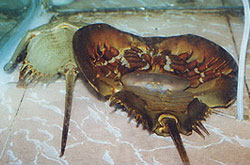  在 海 鮮 酒 家 水 缸 中 的 馬 蹄 蟹 