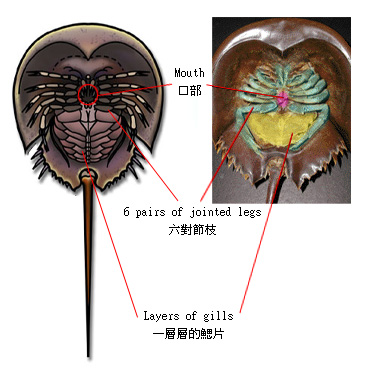  马 蹄 蟹 的 腹 部 