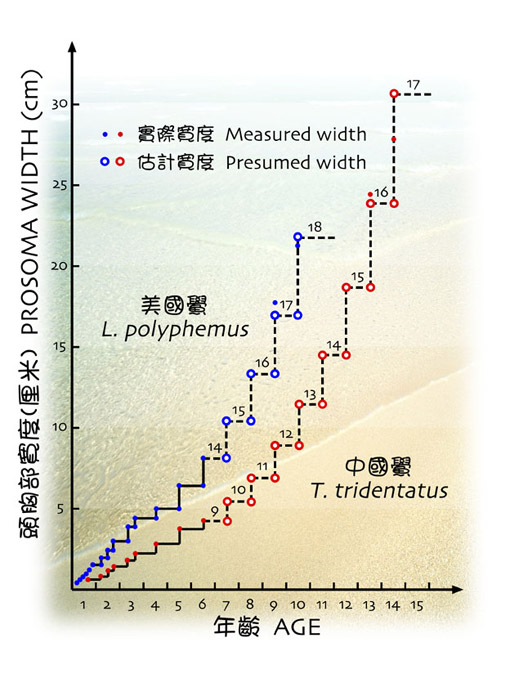  馬 蹄 蟹 的 生 長 速 度 表 
