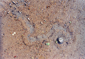  一 隻 幼 馬 蹄 蟹 在 沙 灘 上 覓 食 ， 留 下 一 條 長 長 的 痕 跡 。 