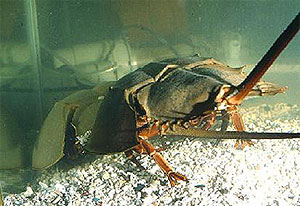  水 缸 中 一 對 馬 蹄 蟹 在 產 卵 ( 相 片 提 供 : 台 灣 中 央 研 究 院 動 物 研 究 所 )