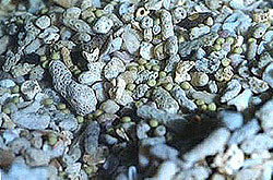  馬 蹄 蟹 的 卵 ( 黃 綠 色 的 球 體 )( 相 片 提 供 ： 台 灣 中 央 研 究 院 動 物 研 究 所 )