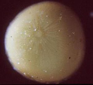  一 粒 受 精 卵 ( 相 片 提 供 ： 台 灣 中 央 研 究 院 動 物 研 究 所 )