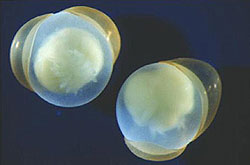  馬 蹄 蟹 的 胚 胎 ( 相 片 提 供 ： 台 灣 中 央 研 究 院 動 物 研 究 所 )
