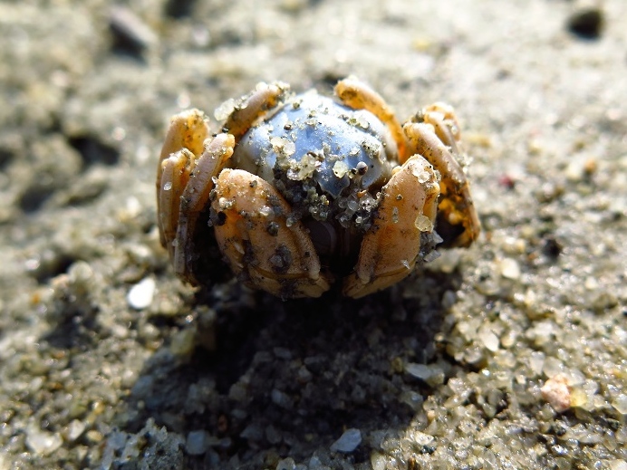 和尚蟹丽彩招潮蟹北方丑招潮蟹角眼沙蟹角眼切腹蟹钝齿短桨蟹双齿近相