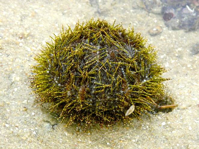 杂色角孔海胆斑砂海星巴布亚硝水母飞白枫海星玉足海参斑头肩鳃鳚管