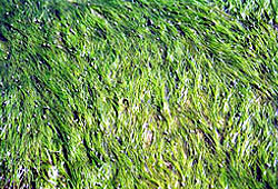  矮 大 葉 藻 (Zostera japonica)