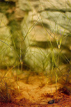  川 蔓 藻 (Ruppia maritima)