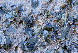  喜 鹽 草 (Halophila ovalis)