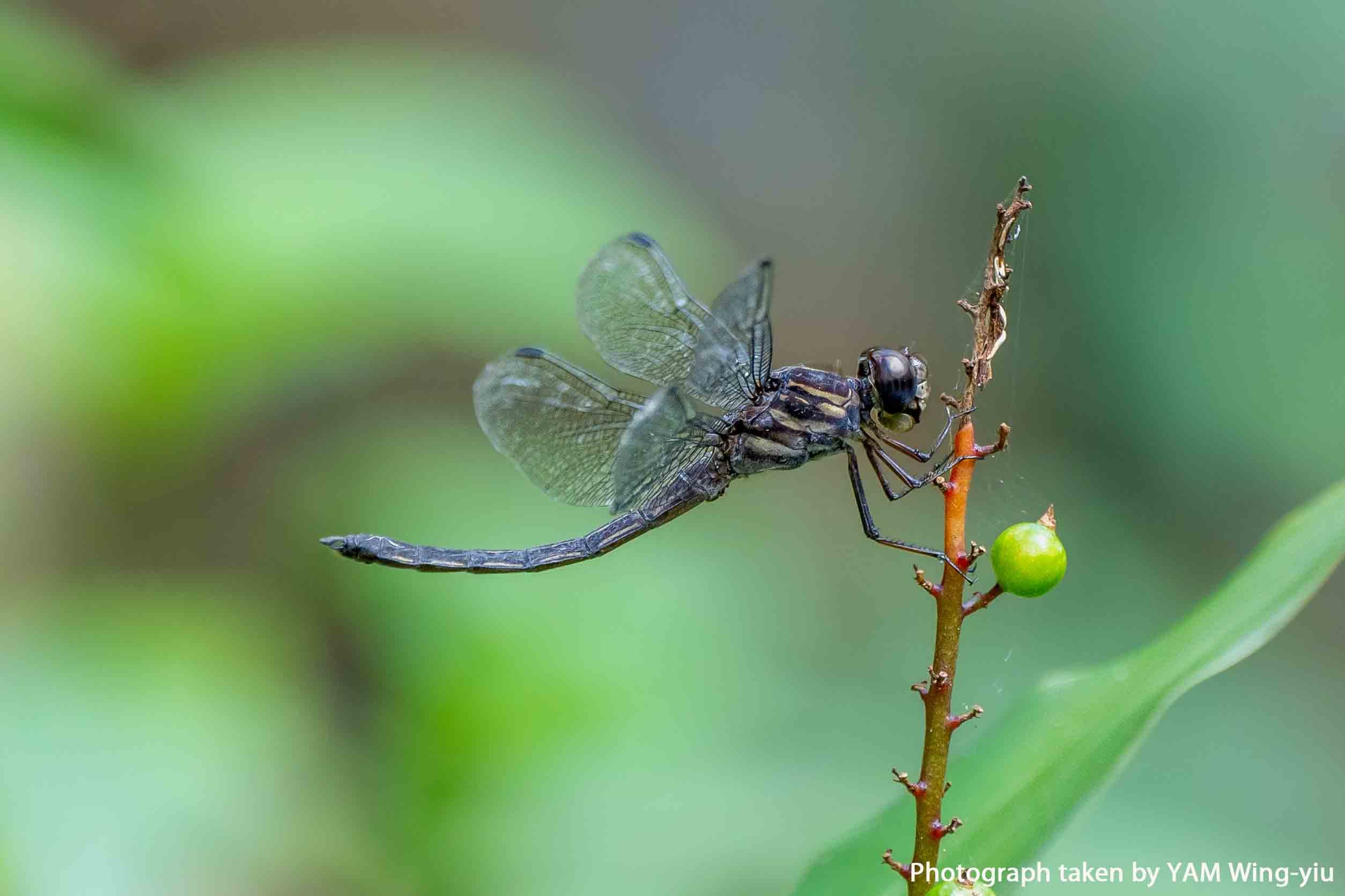Female Chlorogomphus papilio