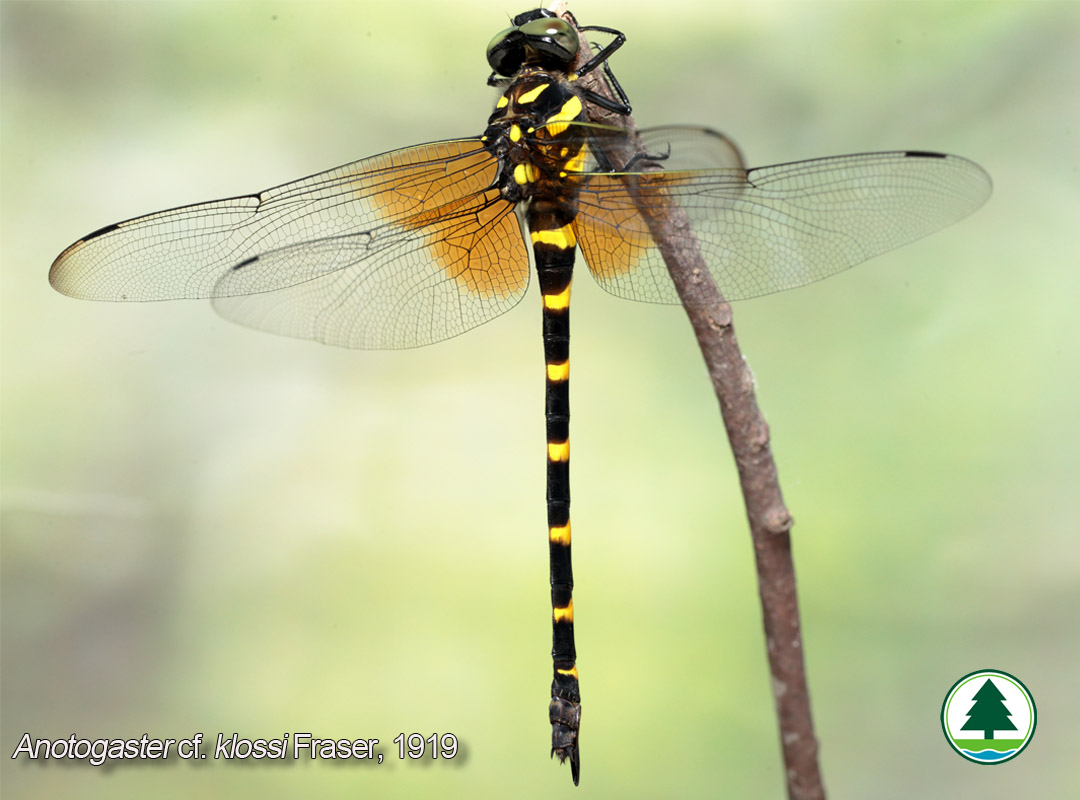 Anotogaster cf. klossi