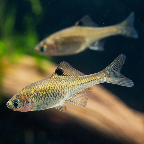 淡 水 魚 類 