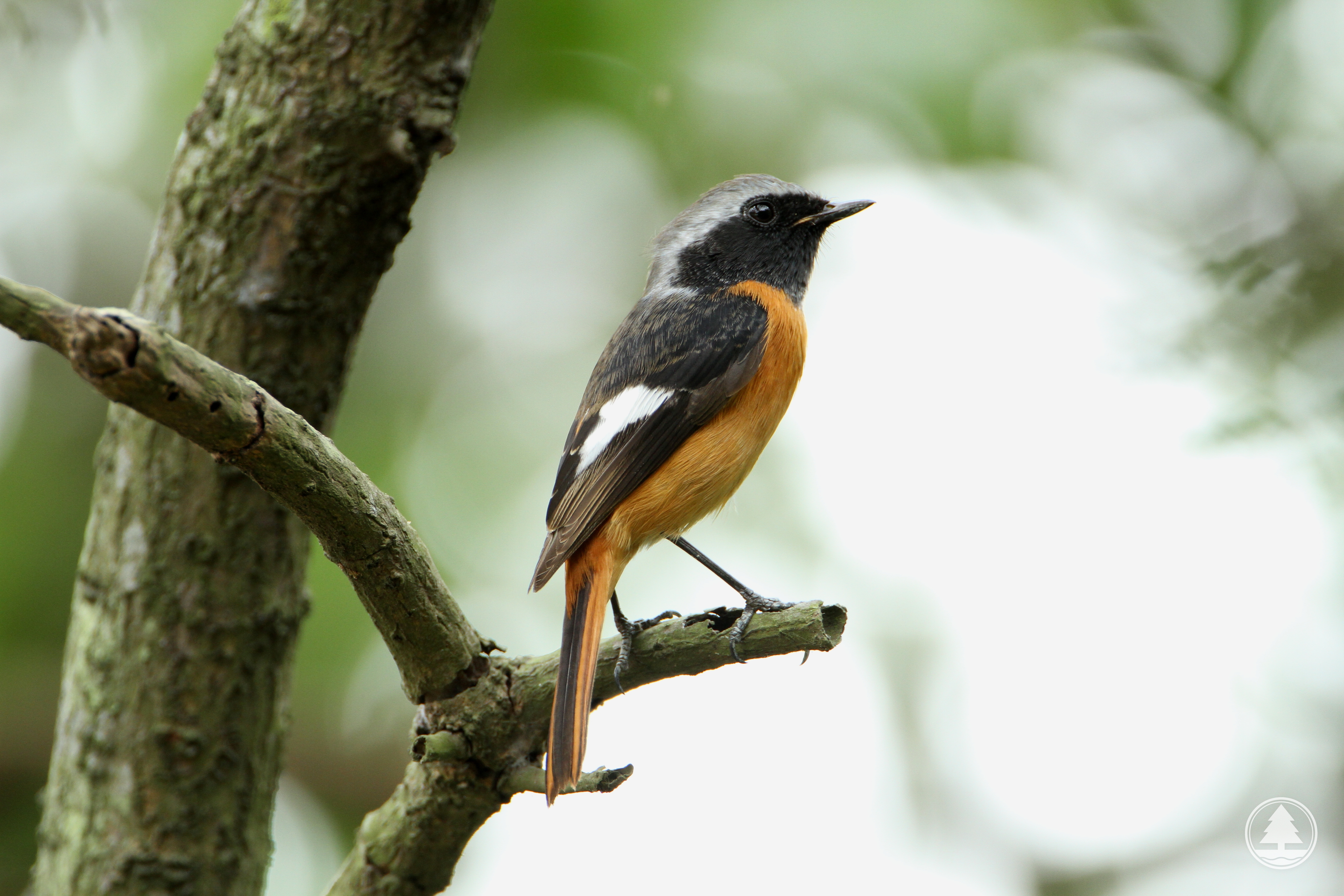 漁農自然護理署 自然護理 香港生物多樣性網頁 香港物種 鳥類