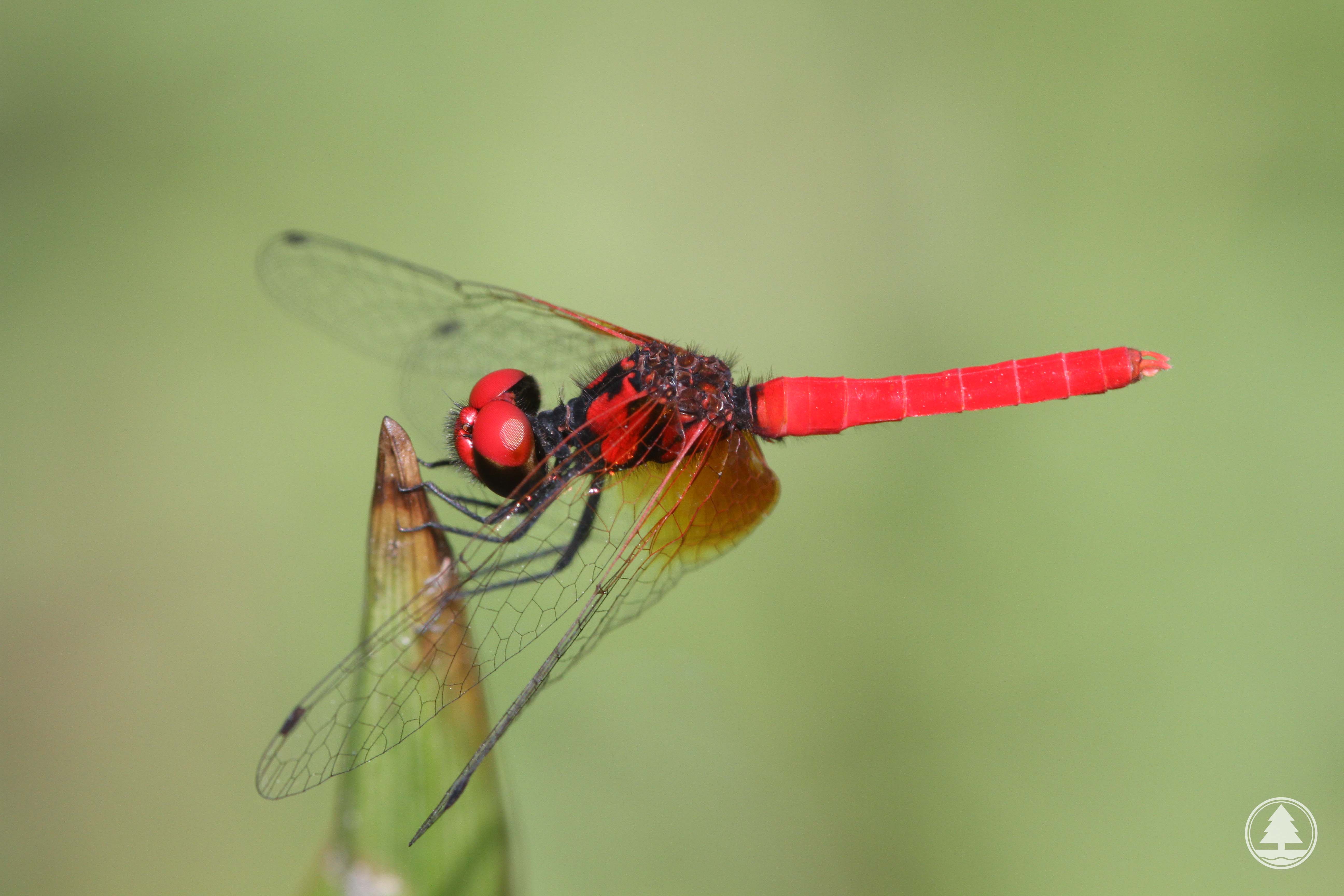 侏 红 小 蜻