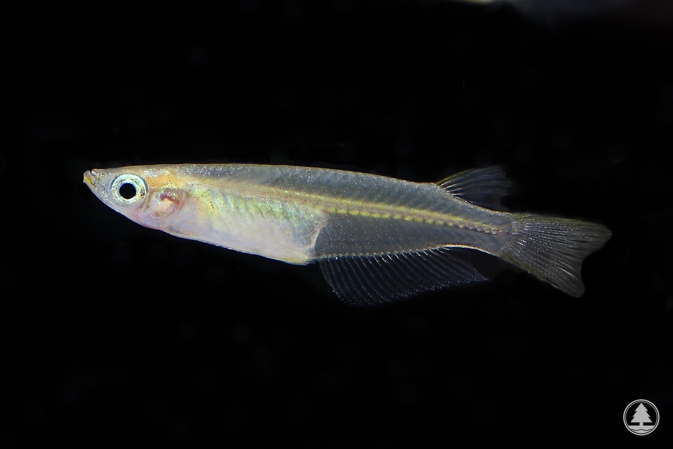 Oryzias curvinotus