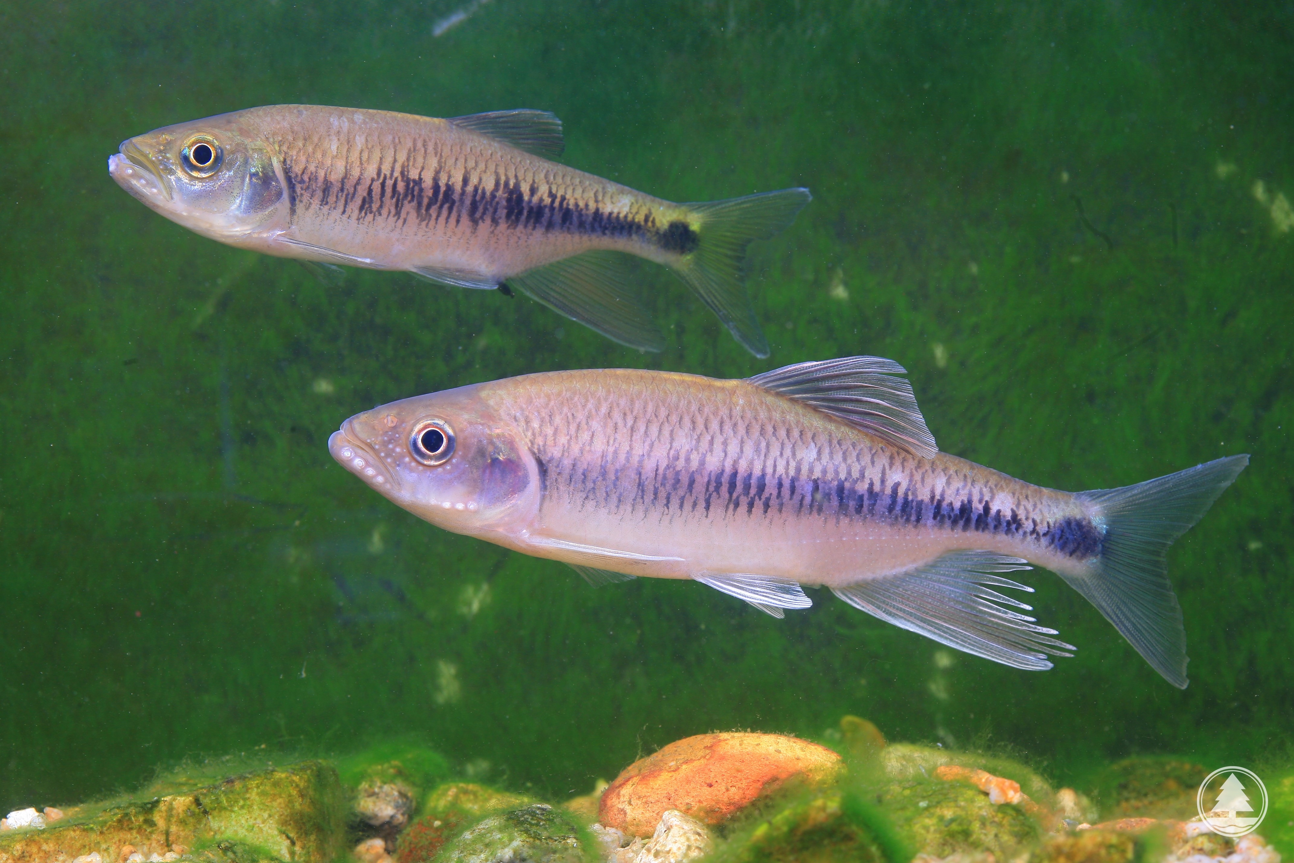 漁農自然護理署 自然護理 香港生物多樣性網頁 香港物種 淡水魚類