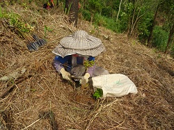 种植树苗