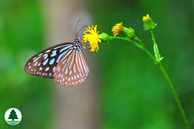 拟 旖 斑 蝶