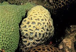 蜂巢珊瑚