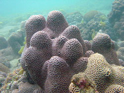 扁腦珊瑚