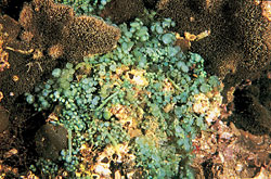 蕨藻