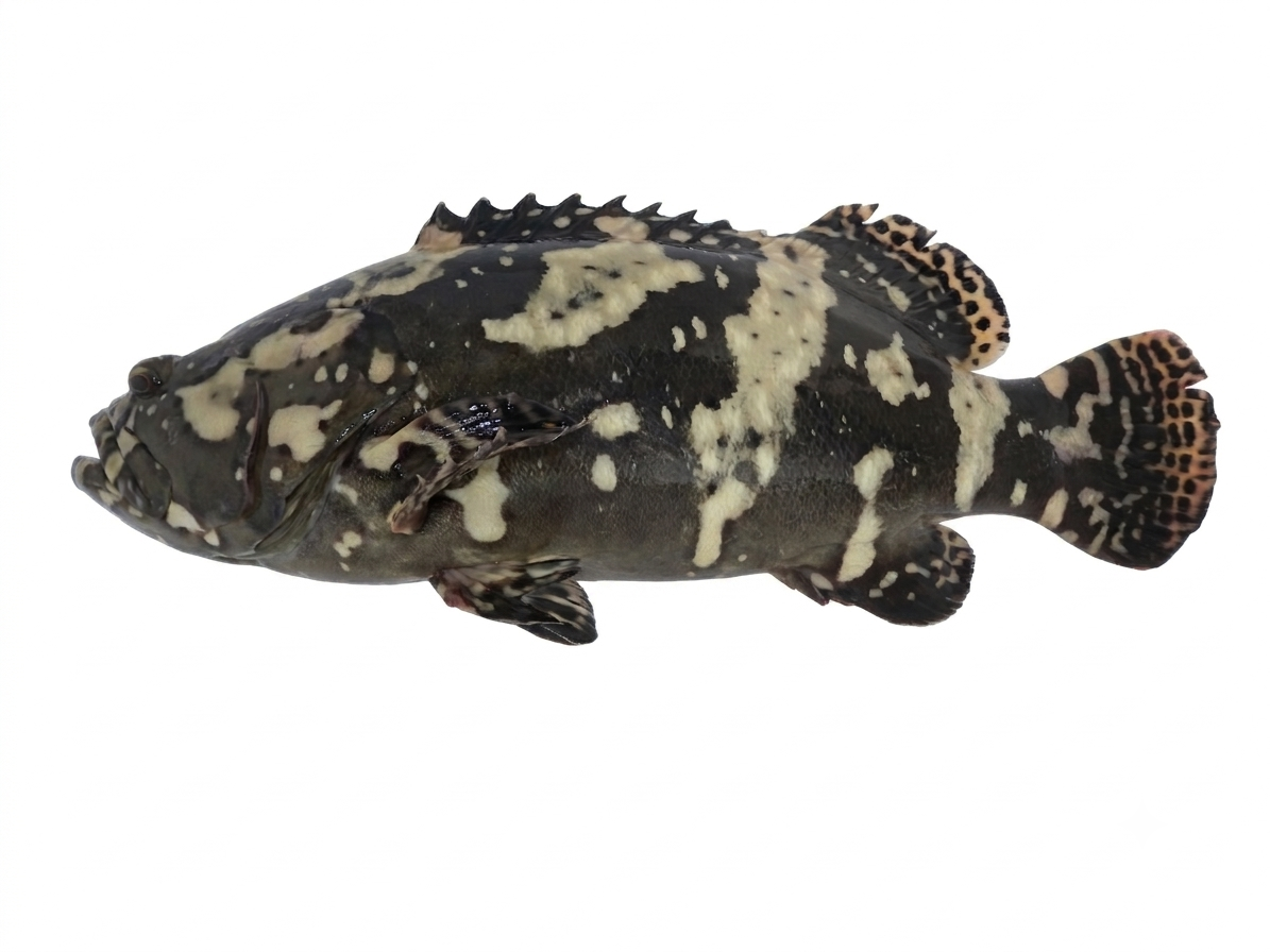 hybrid grouper