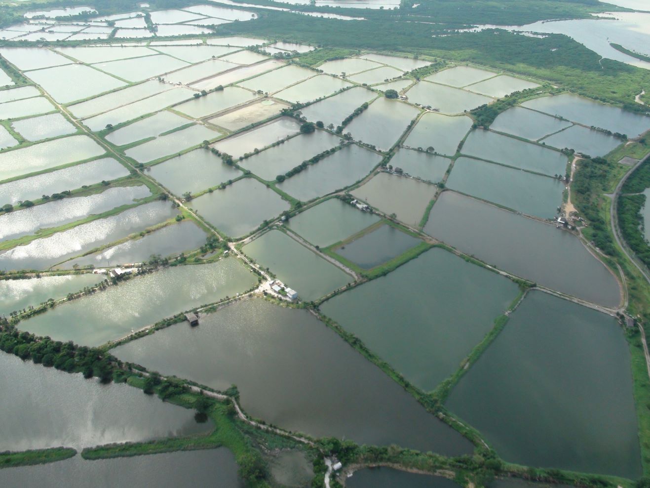 Pond Fish Culture