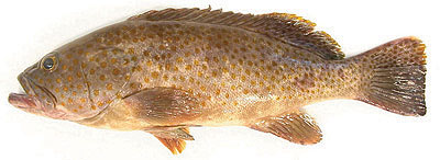 brown-spotted grouper