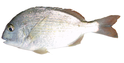 goldlined seabream