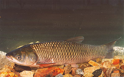 grass carp