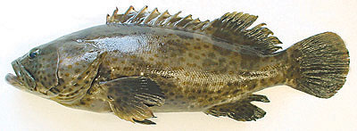 green grouper