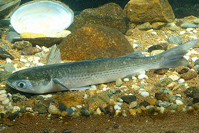 grey mullet