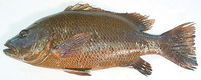 mangrove snapper