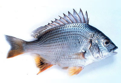 seabream