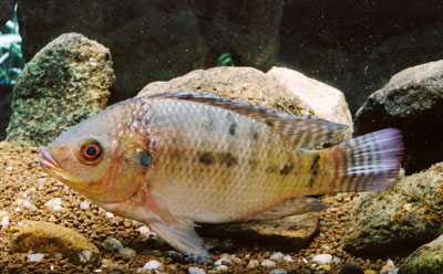 tilapia