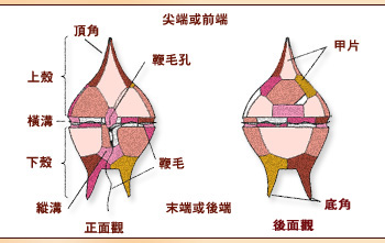 甲藻结构图图片