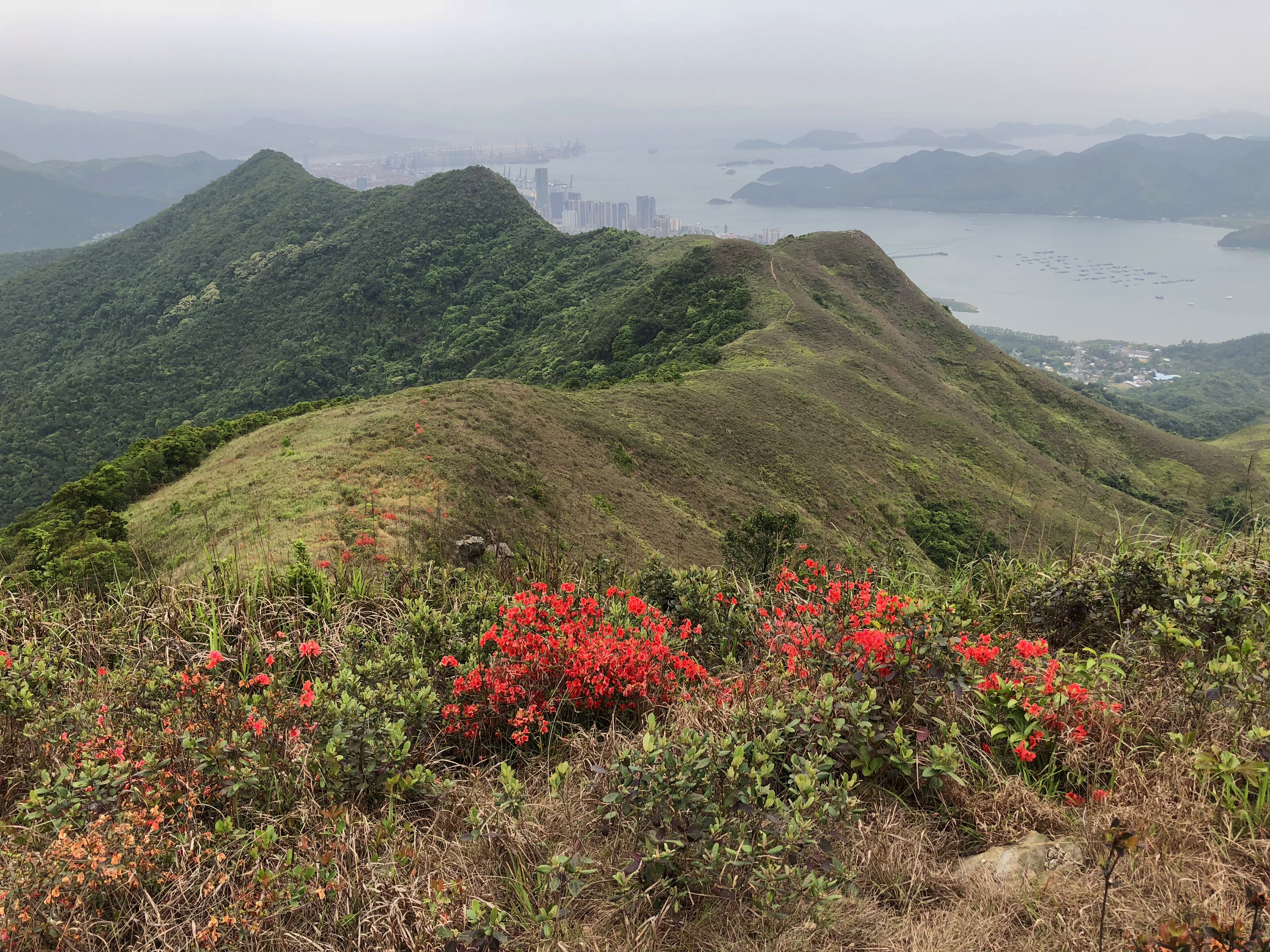政府開始移除后海灣內未獲准暫時保留的蠔排（一）