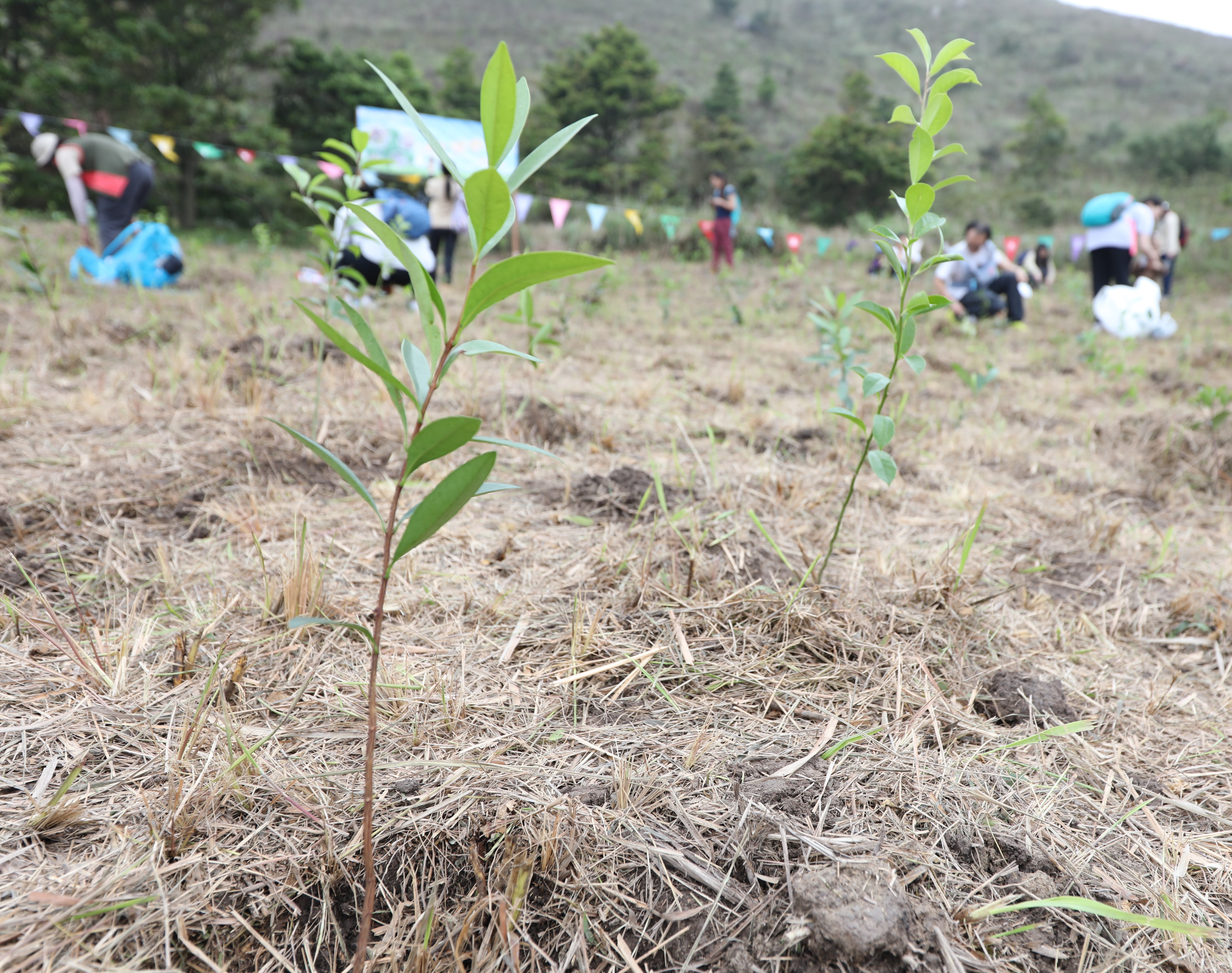 郊野公園遠足植樹日2023（一）